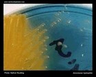aeromonas hydrophila CLED